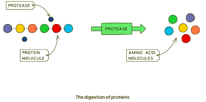Enzymes in Digestion | Biology for GCSE/IGCSE - Class 10