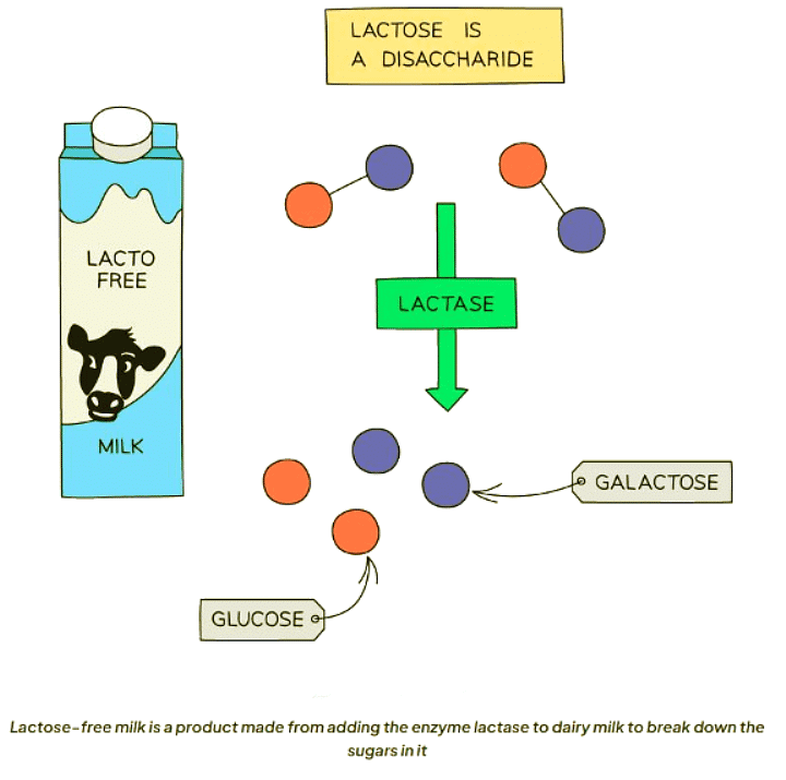 Biotechnology | Biology for GCSE/IGCSE - Class 10