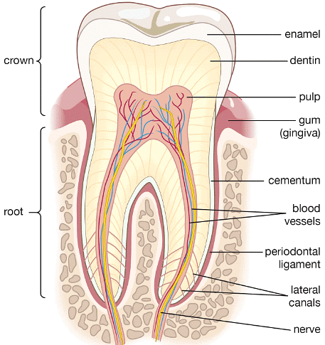 Teeth & Digestion | Biology for GCSE/IGCSE - Class 10