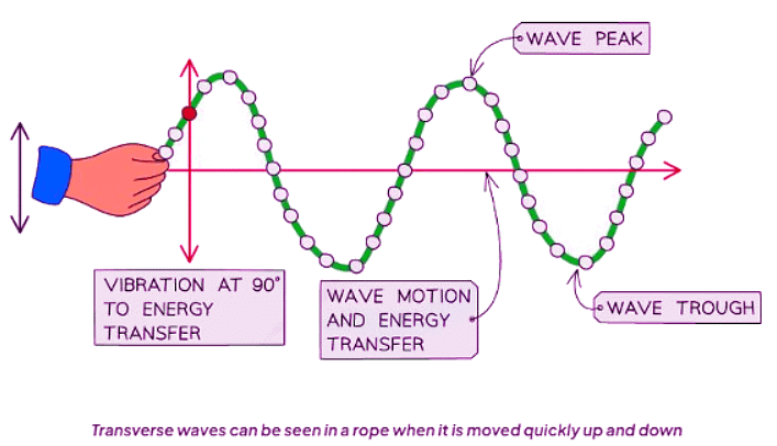 Transverse & Longitudinal Waves | Physics for GCSE/IGCSE - Class 10