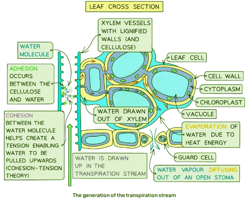 Transpiration Stream | Biology for GCSE/IGCSE - Class 10
