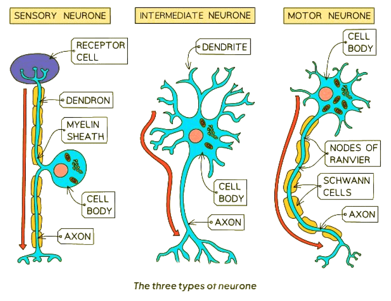 Types of Neurones | Biology for GCSE/IGCSE - Class 10