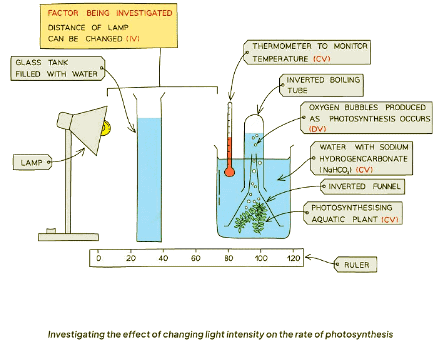 Investigating the Rate of Photosynthesis | Biology for GCSE/IGCSE - Class 10