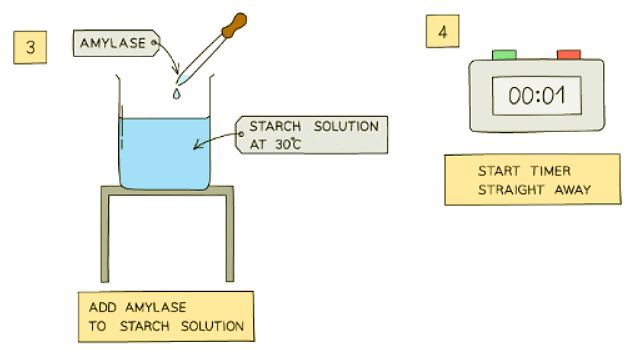 Enzyme Investigations | Biology for GCSE/IGCSE - Class 10