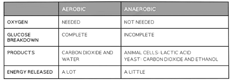 Anaerobic Respiration | Biology for GCSE/IGCSE - Class 10