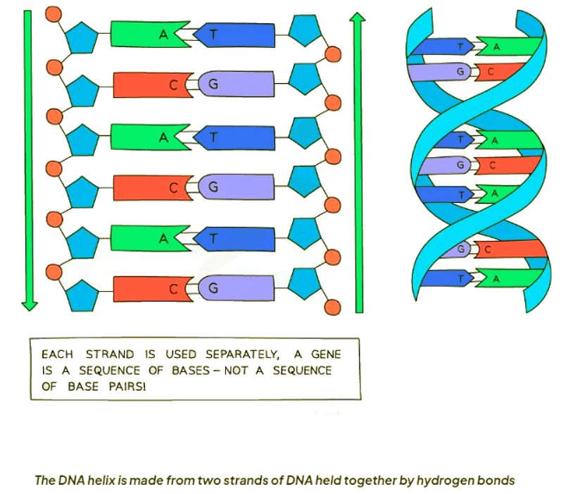 DNA Structure | Biology for GCSE/IGCSE - Class 10