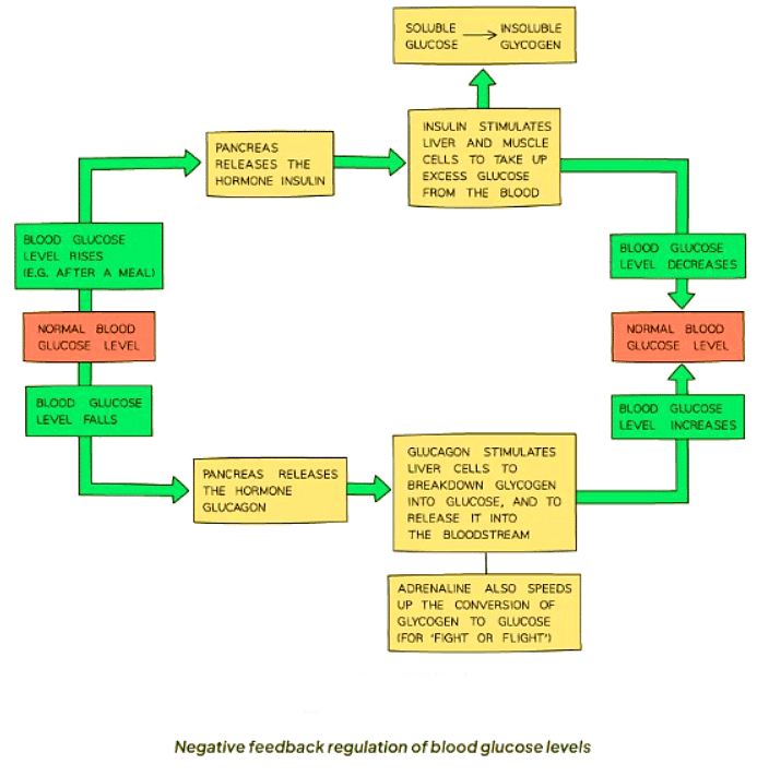 Homeostasis | Biology for GCSE/IGCSE - Class 10