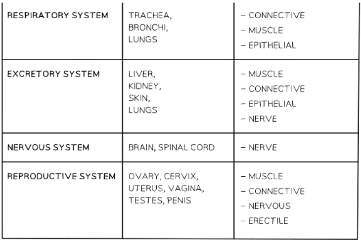 Levels of Organisation in an Organism