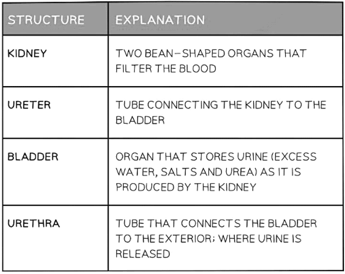 Excretion in Humans | Biology for GCSE/IGCSE - Class 10