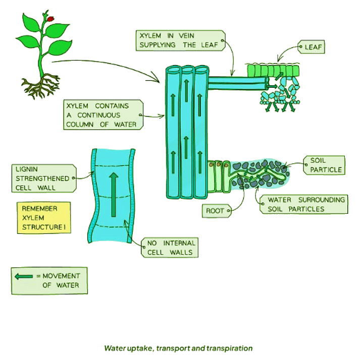 Transpiration | Biology for GCSE/IGCSE - Class 10