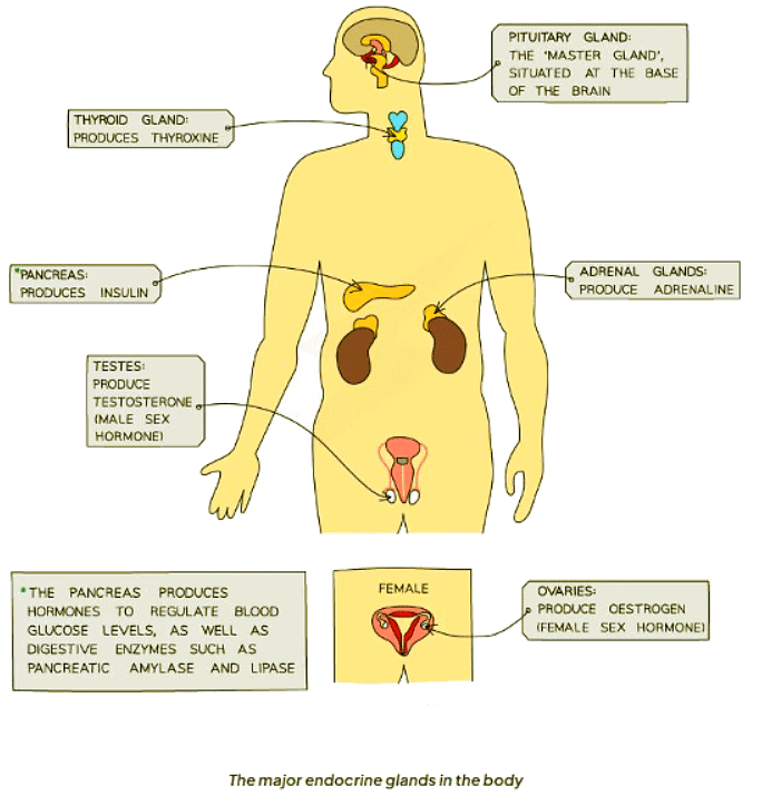 Hormones in Humans | Biology for GCSE/IGCSE - Class 10
