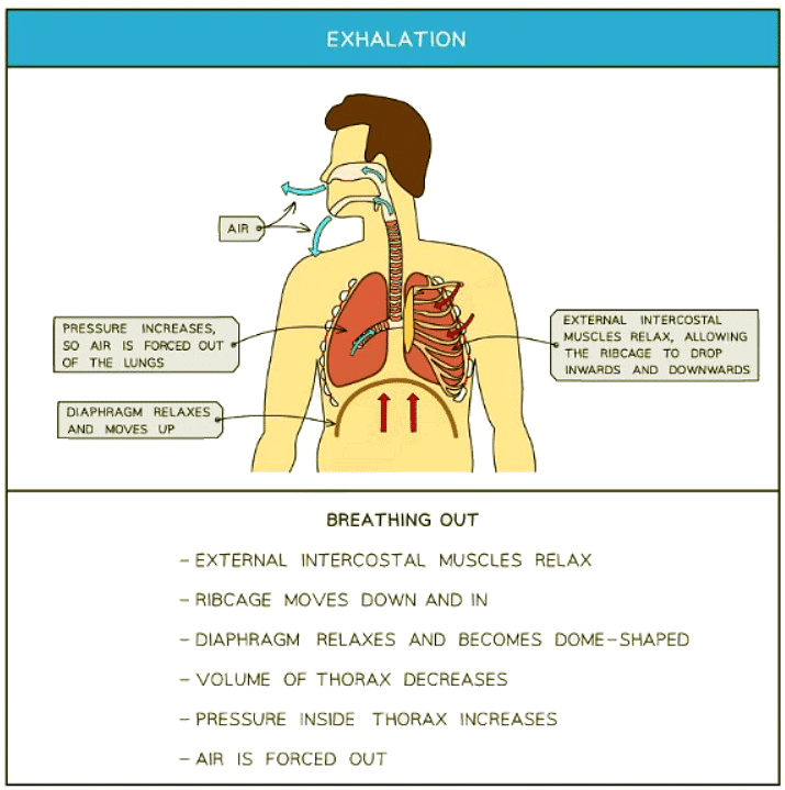 Volume & Pressure Changes in the Lungs | Biology for GCSE/IGCSE - Class 10