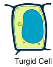 Osmosis in Animals & Plants | Biology for GCSE/IGCSE - Class 10