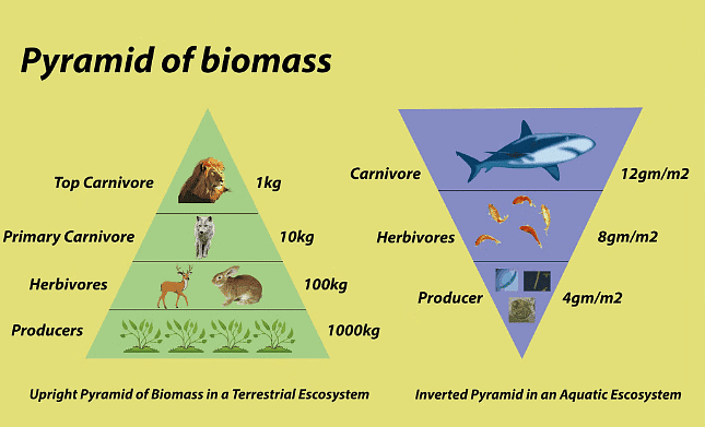 Pyramids of Biomass