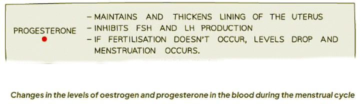The roles of oestrogen and progesterone