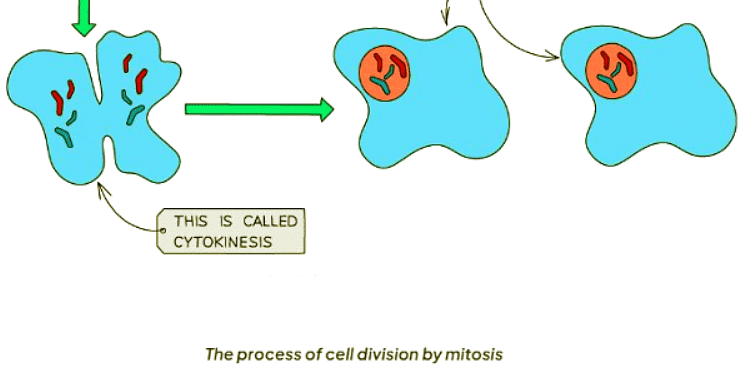 Mitosis | Biology for GCSE/IGCSE - Class 10