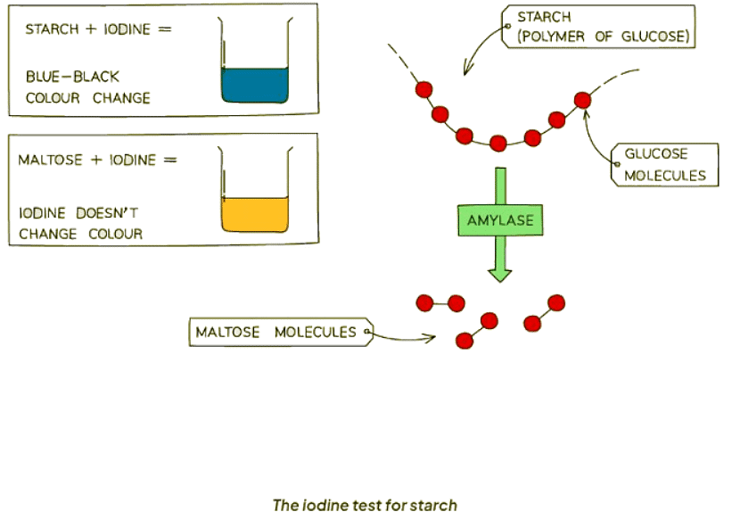 Food Tests | Biology for GCSE/IGCSE - Class 10