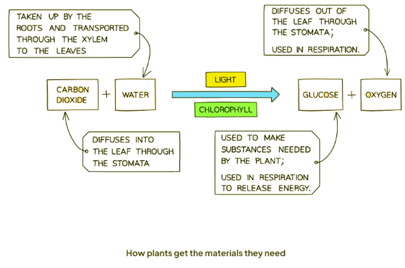 Photosynthesis | Biology for GCSE/IGCSE - Class 10