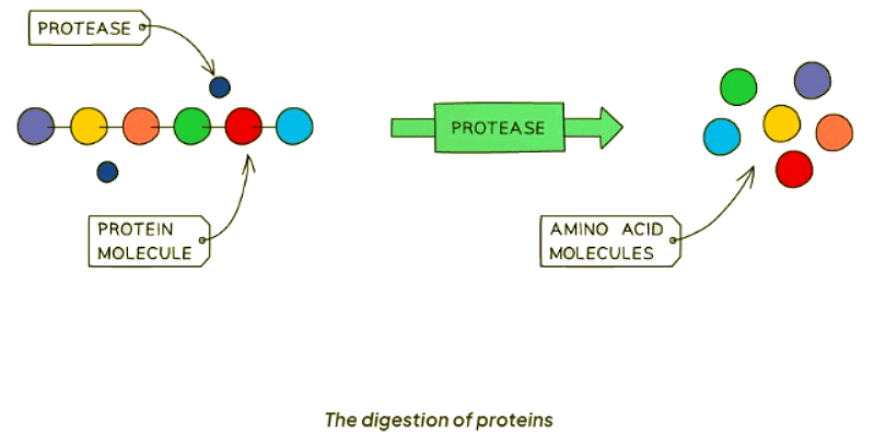 Digestion of Protein | Biology for GCSE/IGCSE - Class 10