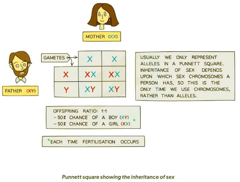 The Inheritance of Sex | Biology for GCSE/IGCSE - Class 10