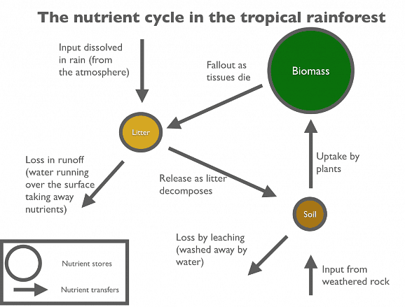 Ecosystem Characteristics | Geography for GCSE/IGCSE - Class 10