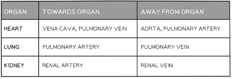 Important Blood Vessels Table
