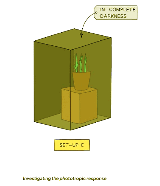 Tropisms | Biology for GCSE/IGCSE - Class 10