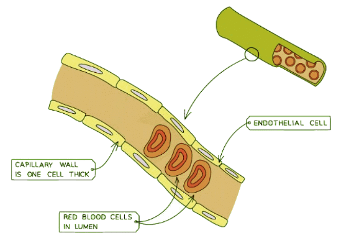 Structure of a capillary