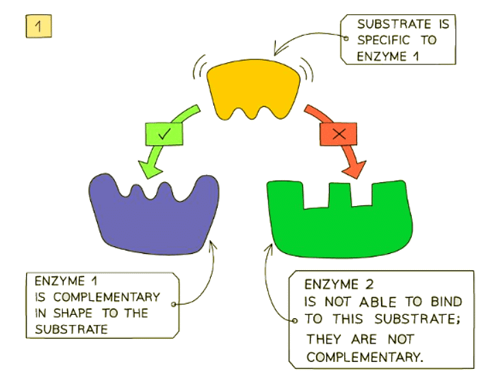 Enzyme Action & Specificity | Biology for GCSE/IGCSE - Class 10