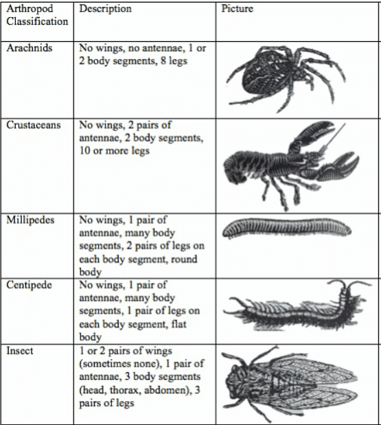 Features of Organisms - 1 | Biology for GCSE/IGCSE - Class 10