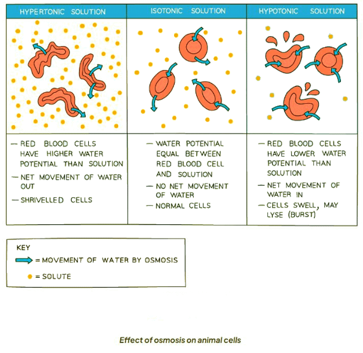 Osmosis in Animals & Plants | Biology for GCSE/IGCSE - Class 10