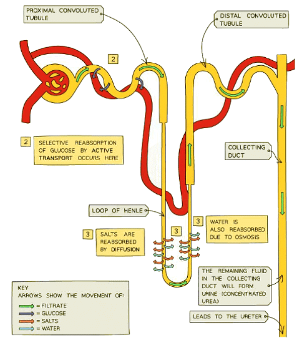 Diagram showing the reabsorption of glucose