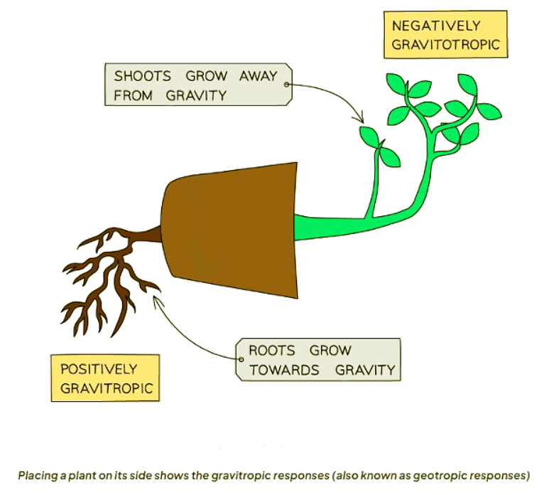 Tropisms | Biology for GCSE/IGCSE - Class 10