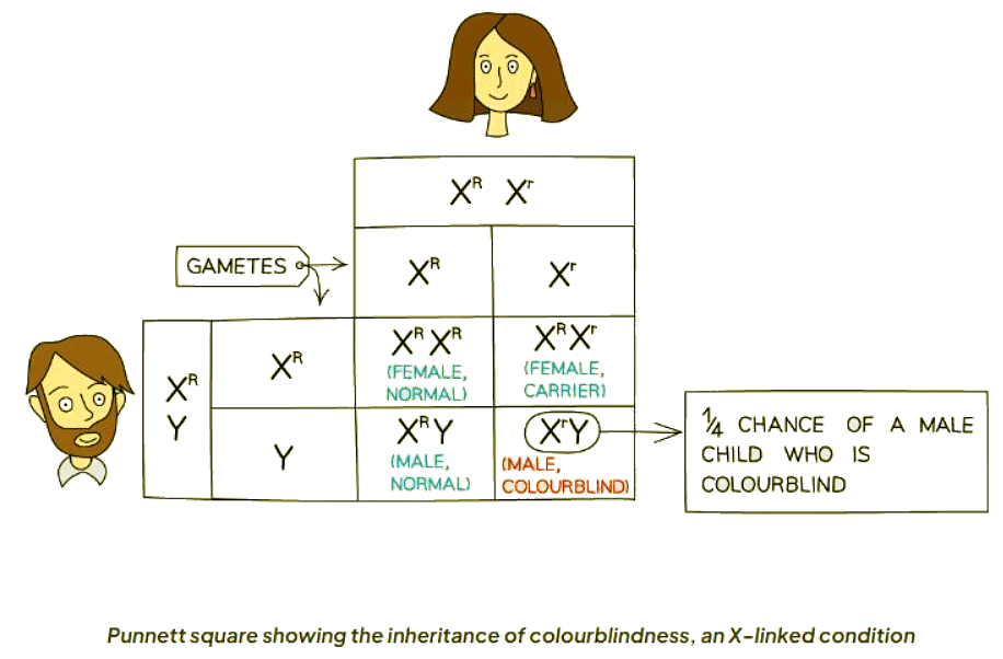 Codominance & Sex-Linked Characteristics | Biology for GCSE/IGCSE - Class 10