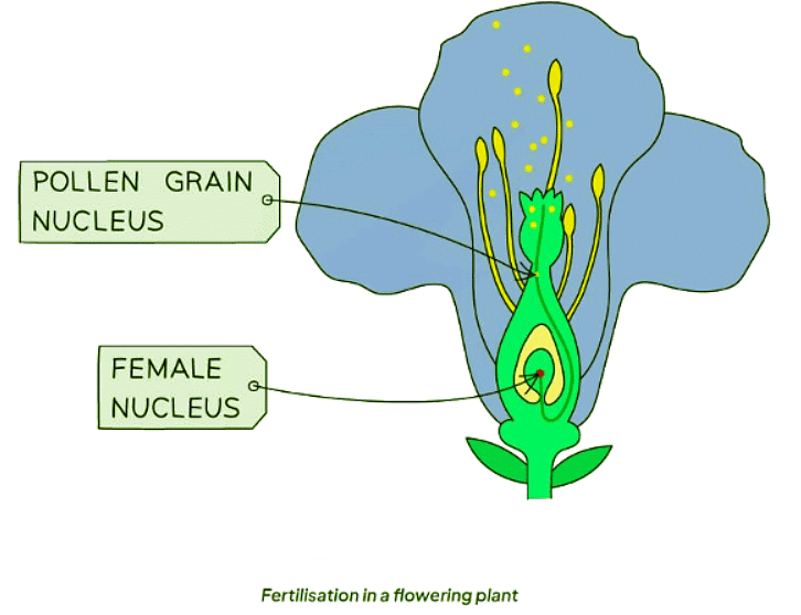 Sexual Reproduction in Plants | Biology for GCSE/IGCSE - Class 10