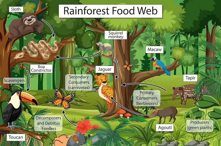 Ecosystem Characteristics | Geography for GCSE/IGCSE - Class 10