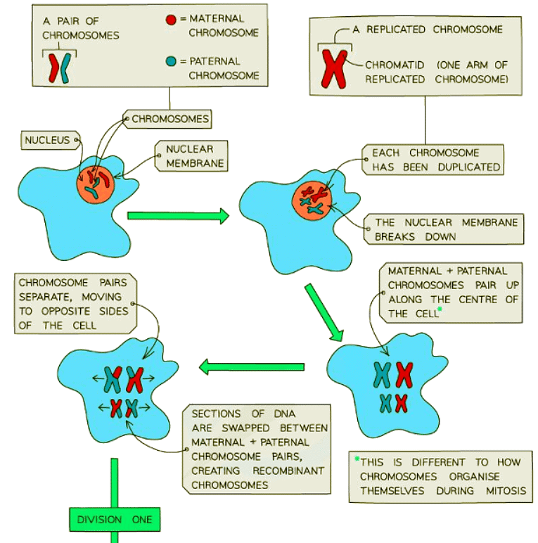 Meiosis | Biology for GCSE/IGCSE - Class 10