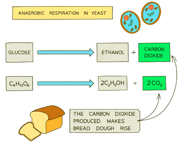 Biotechnology | Biology for GCSE/IGCSE - Class 10