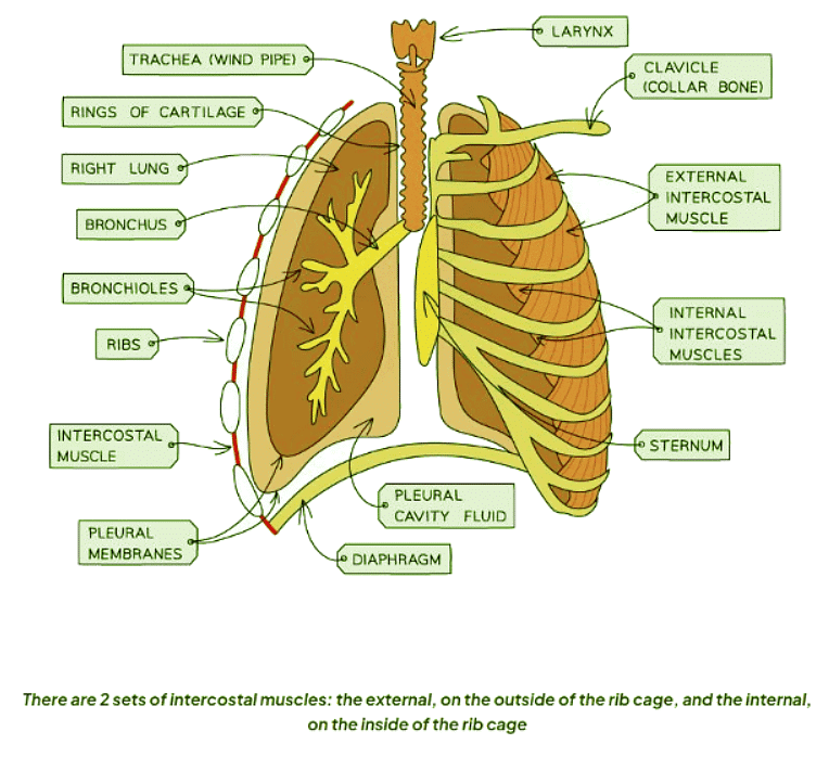 Identifying Intercostal Muscles | Biology for GCSE/IGCSE - Class 10