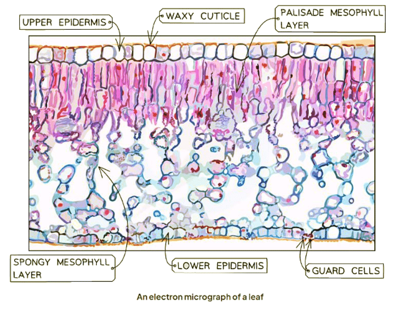 Identifying Leaf Structures in a Dicotyledonous Plant | Biology for GCSE/IGCSE - Class 10