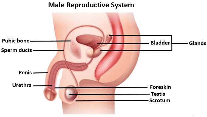 Sexual Reproduction in Humans | Biology for GCSE/IGCSE - Class 10
