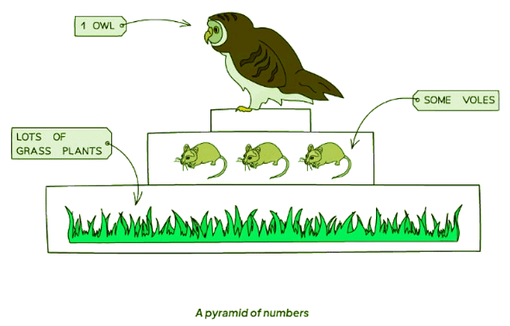 Pyramids of Number & Biomass | Biology for GCSE/IGCSE - Class 10