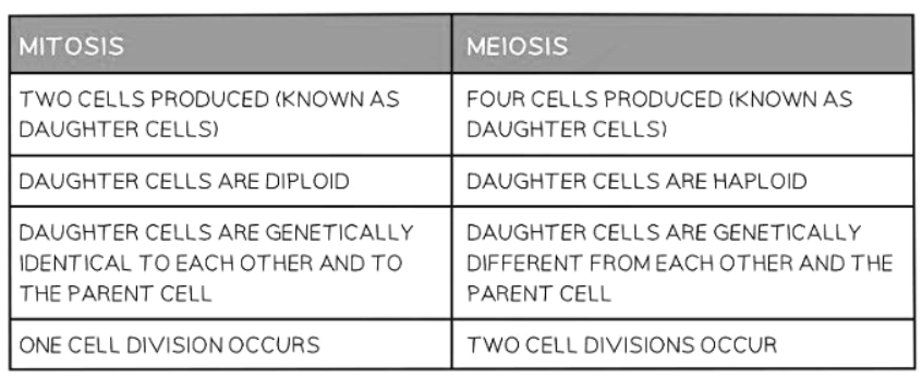 Meiosis | Biology for GCSE/IGCSE - Class 10