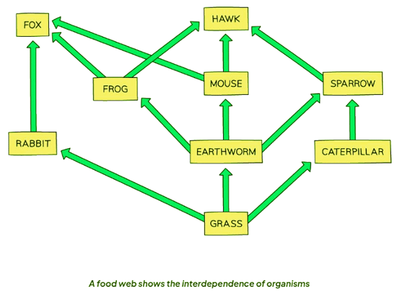 Food Chains & Food Webs | Biology for GCSE/IGCSE - Class 10