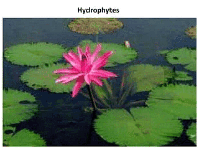 Adaptive Features - 2 | Biology for GCSE/IGCSE - Class 10