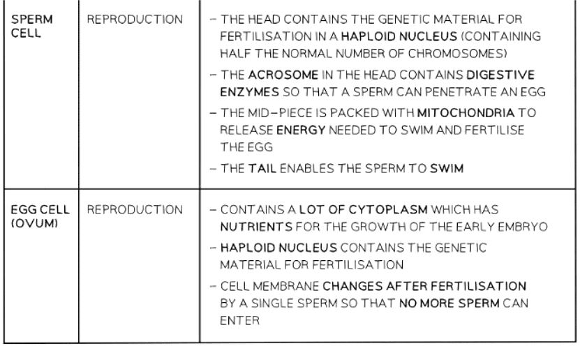 Specialised cells in animals