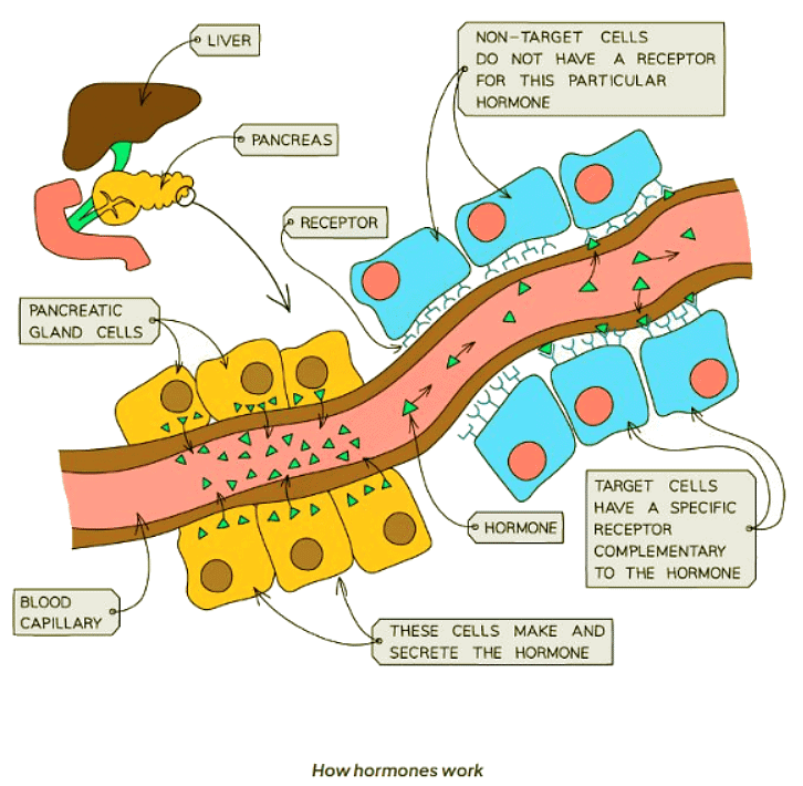 Hormones in Humans | Biology for GCSE/IGCSE - Class 10