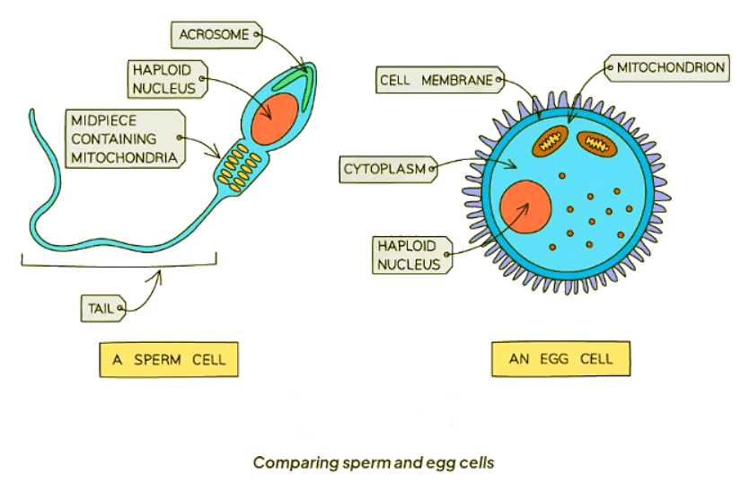 Sexual Reproduction in Humans | Biology for GCSE/IGCSE - Class 10