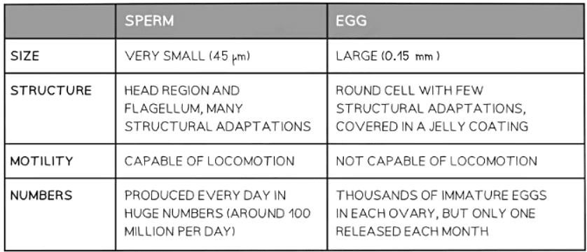 Sexual Reproduction in Humans | Biology for GCSE/IGCSE - Class 10