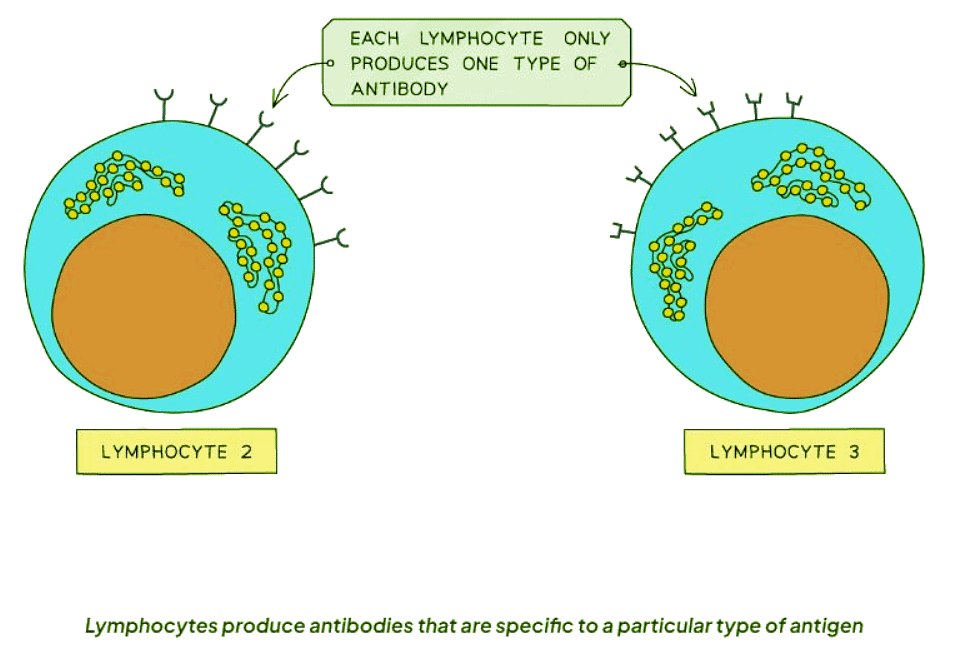 Antigens & Antibodies | Biology for GCSE/IGCSE - Class 10
